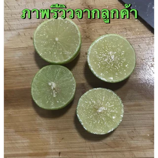 มะนาวแป้นรำไพสวนแท้ เกรดAAA ลูกสวย ใหญ่ กลาง เล็ก 1กิโล 20-40ลูก ตามไซส์ เปลือกบาง น้ำเยอะ หอม ดำเนิน บ้านแพ้ว