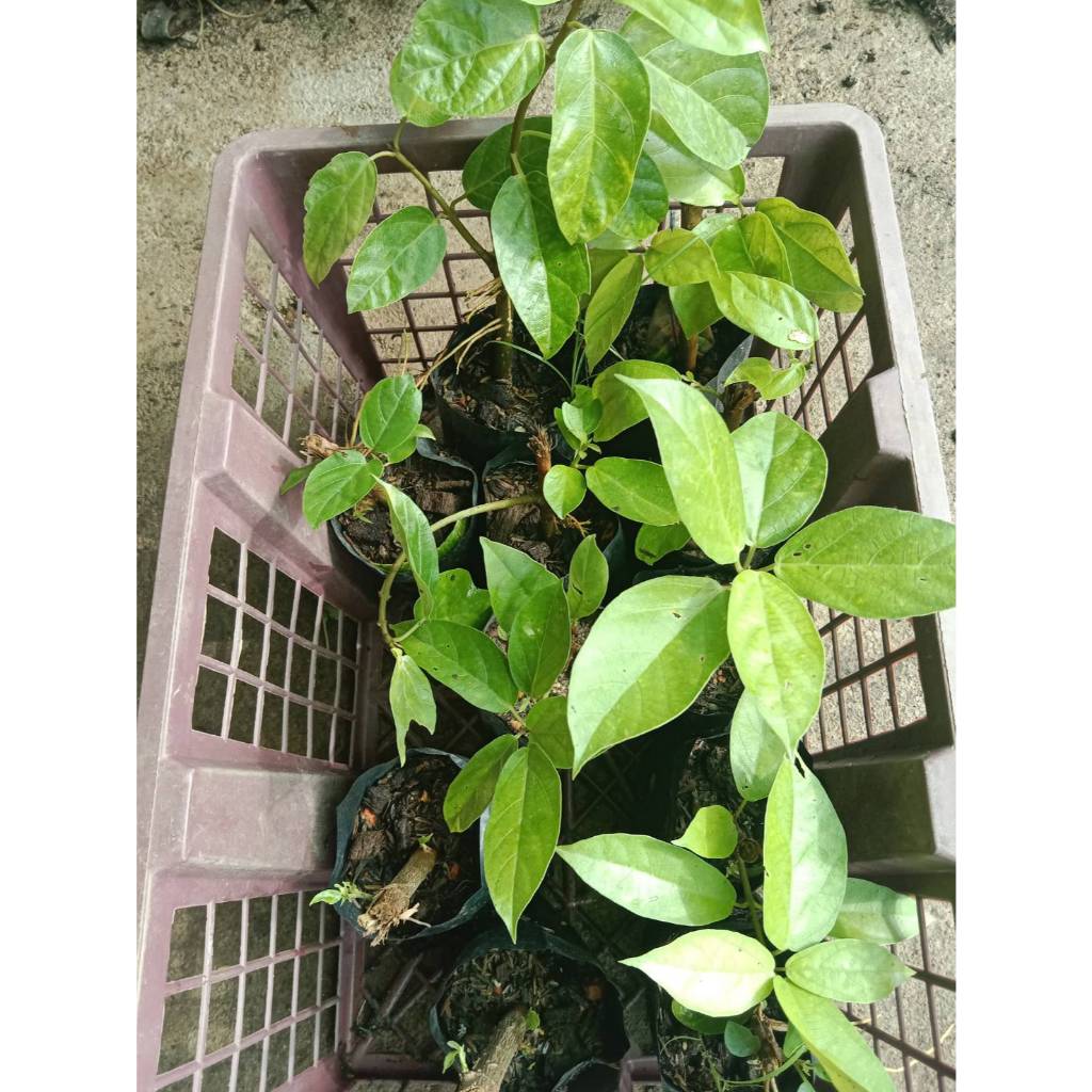 ต้นพันธุ์ เยลลี่ ถุงดำพร้อมปลูก 99 บาท ปักชำกิ่ง cincau hijau plant ต้นไม้ วุ้นจาก ใบวุ้น หรือ ต้นเยลลี่