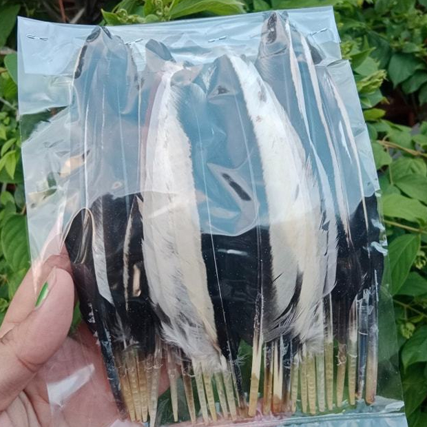 ปีกใบใหญ่พิเศษ 2.5 ขึ้นไปนะจุ๊กกรู้ !!