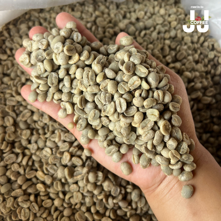 กาเเฟสารอาราบิก้าดอยช้าง แพ็ค10KG  ( JJCoffee )