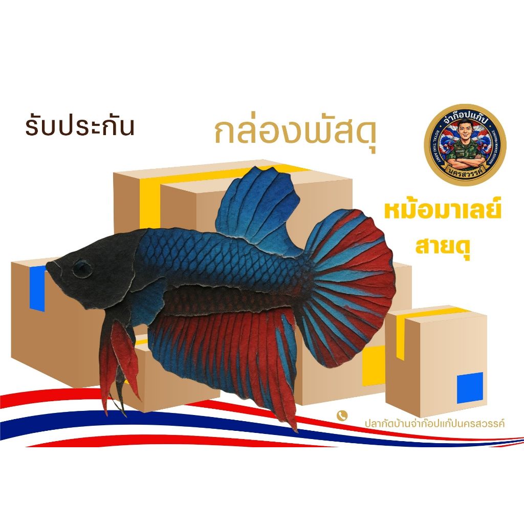 อุปกรณ์ตกแต่งตู้ปลา “ปลาหม้อมาเลย์สายดุ”สวยงาม1กล่อง