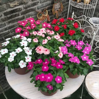 แพงพวย 450 เมล็ด เมล็ดดอกแพงพวย คละสี เก็บสดใหม่ งอกง่าย Periwinkle Bonsai Seeds [ 10 เเถม 1 คละได้ ]