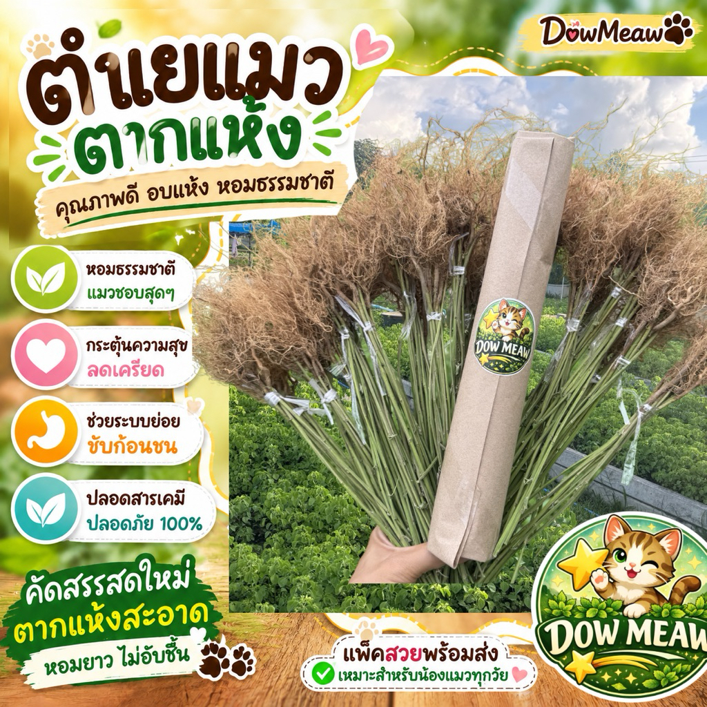 รากตำแยแมวแบบตากแห้ง ออแกนิค ปลูกแบบไม่ใช้ปุ๋ยเคมี รากแบบแห้งเก็บได้นานกว่าแบบสด ช่วยให้น้องแมวผ่อนคลาย อารมณ์ดี