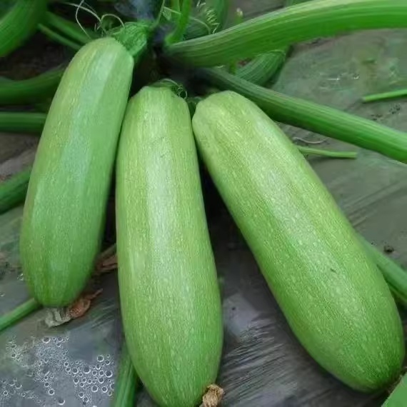 เมล็ดพันธุ์ ซูกินี 8เมล็ด Zucchini Seeds [ 10 เเถม 1 คละได้ ]