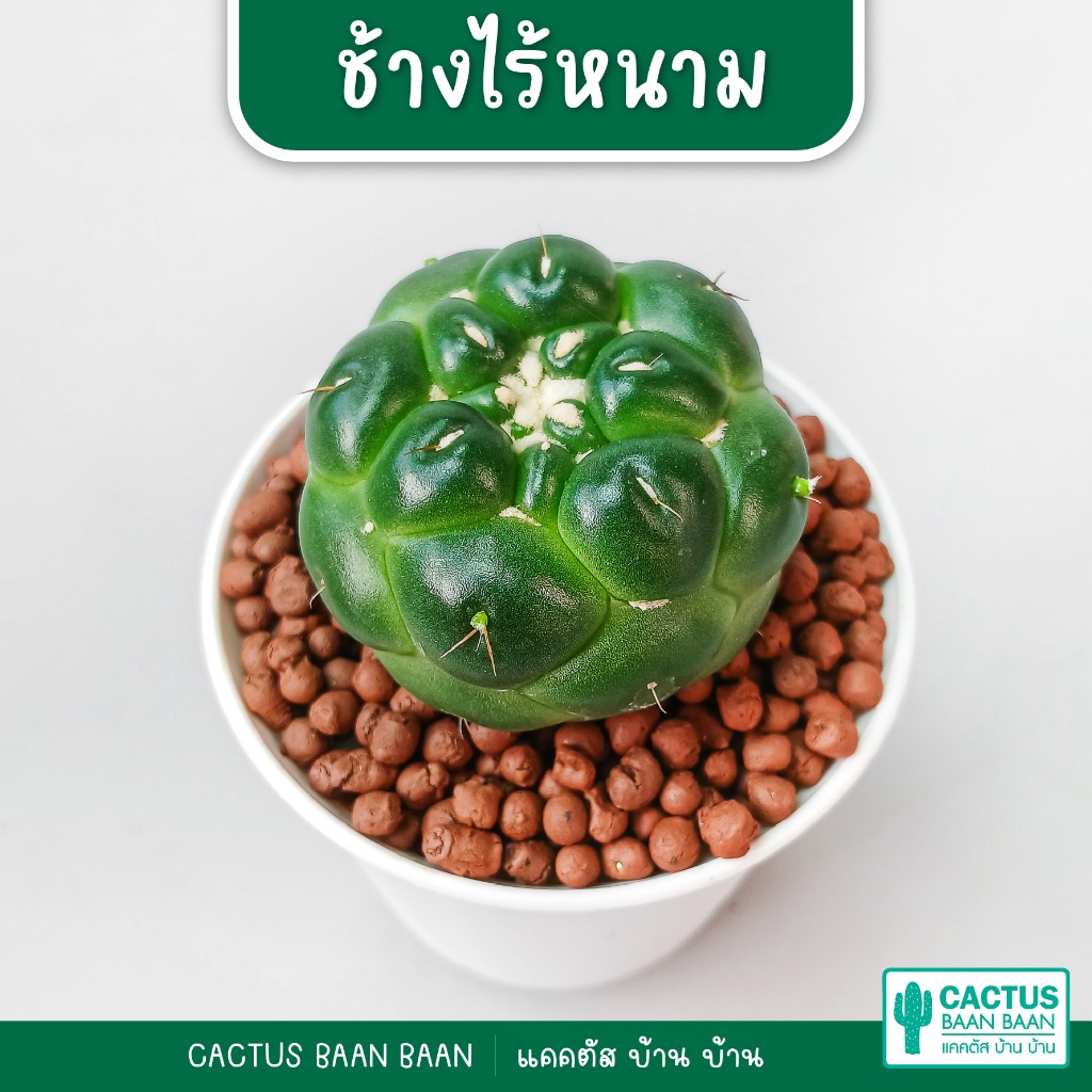 ช้างไร้หนาม ชำหน่อ (Coryphantha elephantidens 'inermis') กระถาง 3 นิ้ว (จัดส่งทั้งกระถาง)