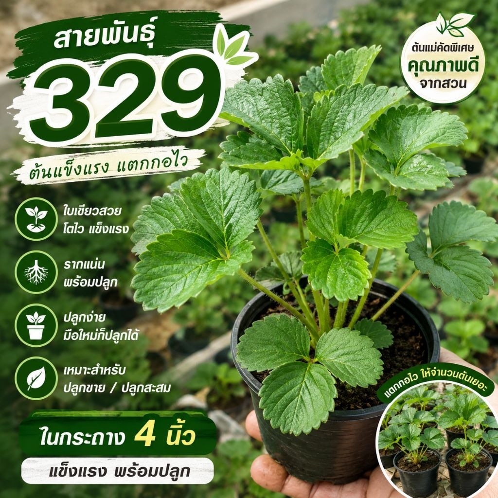 ต้นสตอเบอร์รี่สายพันธุ์329 กระถาง4นิ้ว