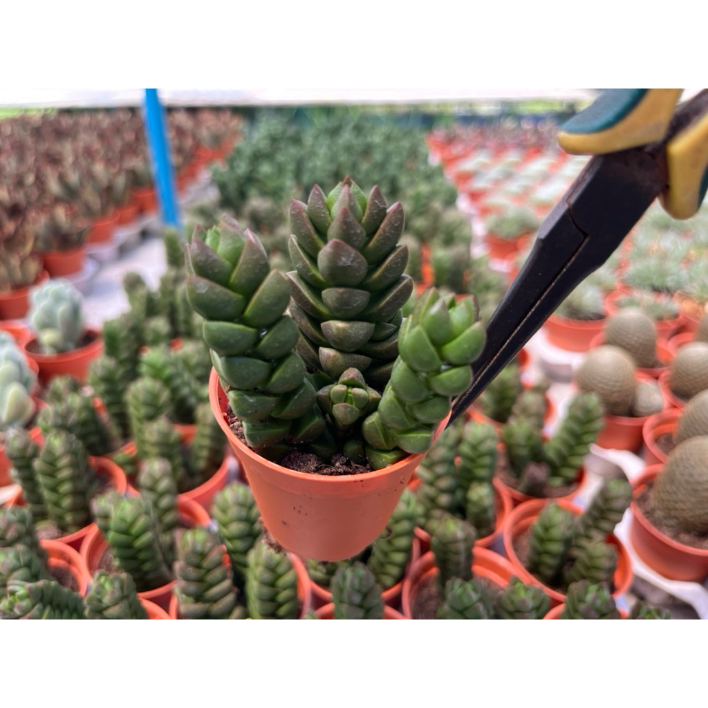 Crassula columella marloth