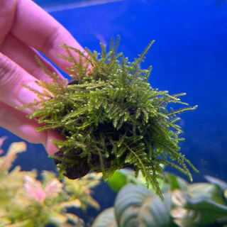 คริสมาสต์ มอส (Christmas Moss) พันตะแกรงและเกาะหิน ต้นไม้น้ำ ต้นไม้น้ำตกแต่งตู้ปลา ***กรุณาอ่านรายละเอียดก่อนสั่งซื้อ***