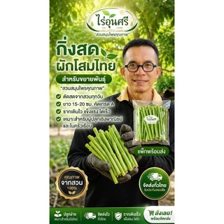 กิ่งละ 3 บาท! โสมไทยกิ่งสด พร้อมปักชำ ชุด 20 กิ่ง 50 บาท (แถมเพิ่มในตัว) จากไร่อุ่นศรี