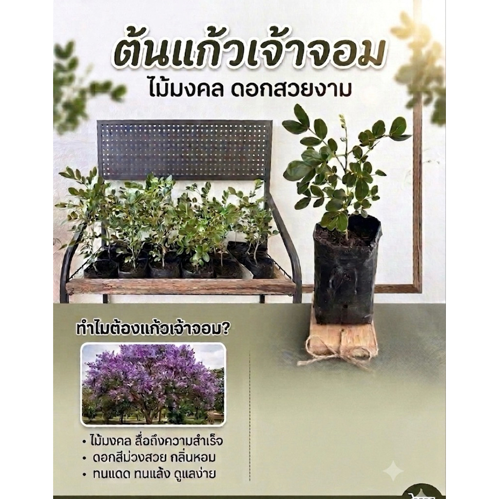 ต้นกล้าแก้วเจ้าจอม เพาะเมล็ด ต้นสูง 17-20 ซม. พันธุ์ 6 ใบ