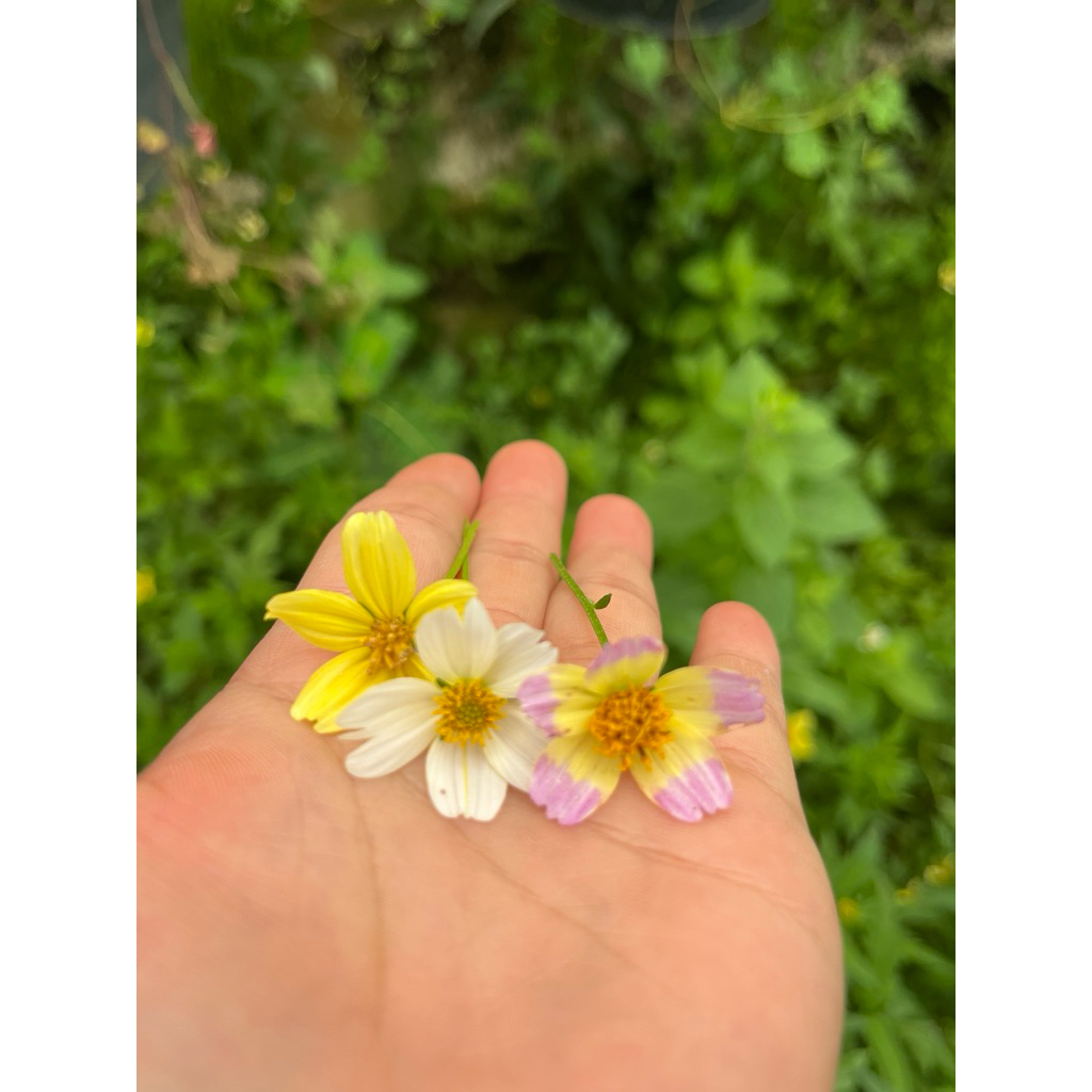 ต้นกล้าดอกดาวกระจายญี่ปุ่น คละสี พร้อมส่ง