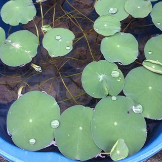 บัวหลวงปทุม 20-100 เม็ด ชมพูยักษ์ ตัดเปลือกงอกไว Pink Pathum Lotus Seeds (Ready to Plant) ดอกใหญ่มาก