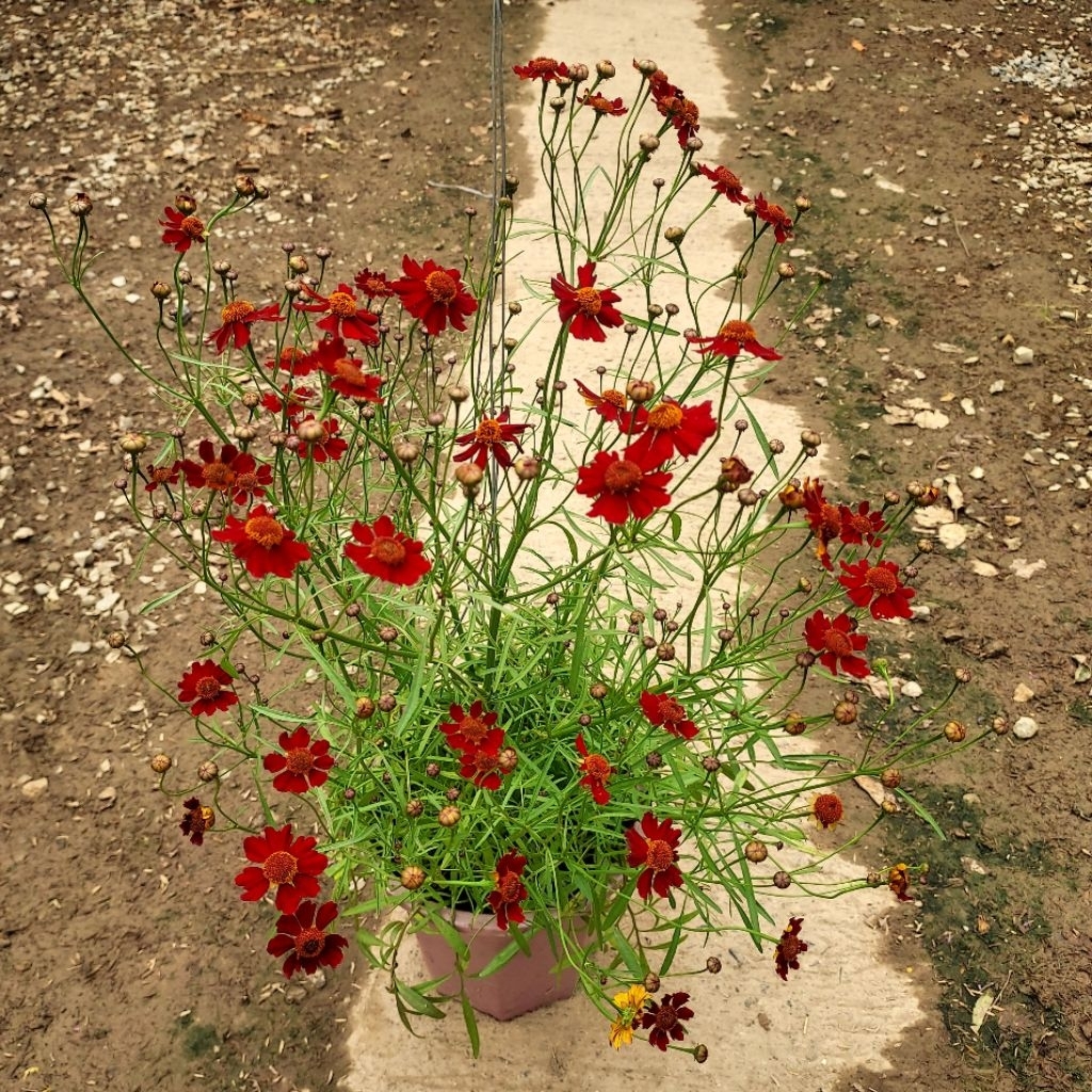 จันทร์ฉาย (Coreopsis)คอรีออปซิส รูปที่ 6