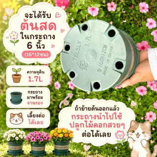 ต้นไผ่แมว กระถางGarden 6"มีจานรอง ปลูกให้แล้วในดินและปุ๋ยอินทรีย์ ไร้โลหะหนัก ไผ่เงิน หญ้าแมว