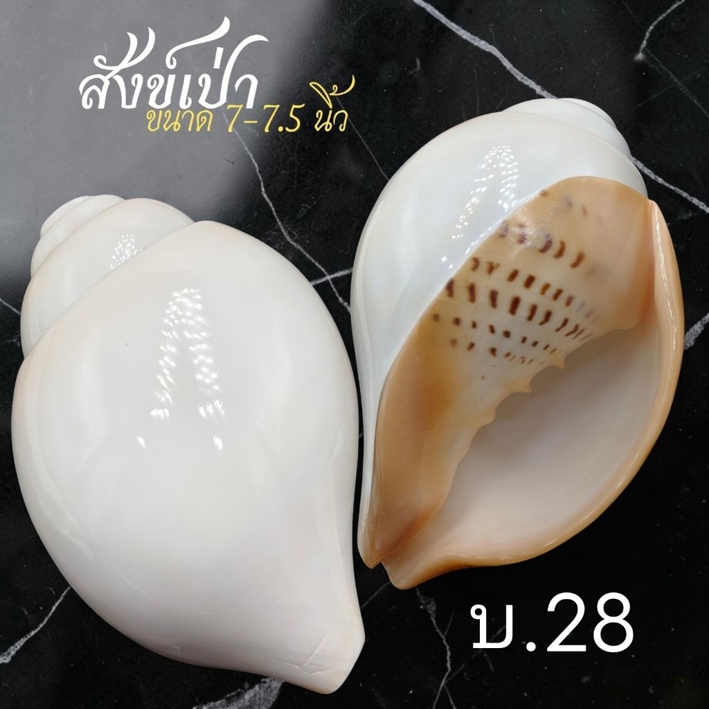 สังข์เป่าขนาด7-7.5นิ้วใช้ในงานพิธี