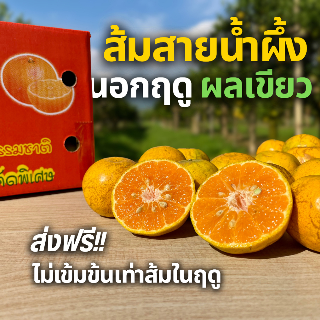 [ส่งฟรี!] ส้มสายน้ำผึ้ง ผิวลาย นอกฤดู คละไซซ์ อ.ฝาง กล่องรวมไม่มีที่คั่น ส่งตรงจากสวน