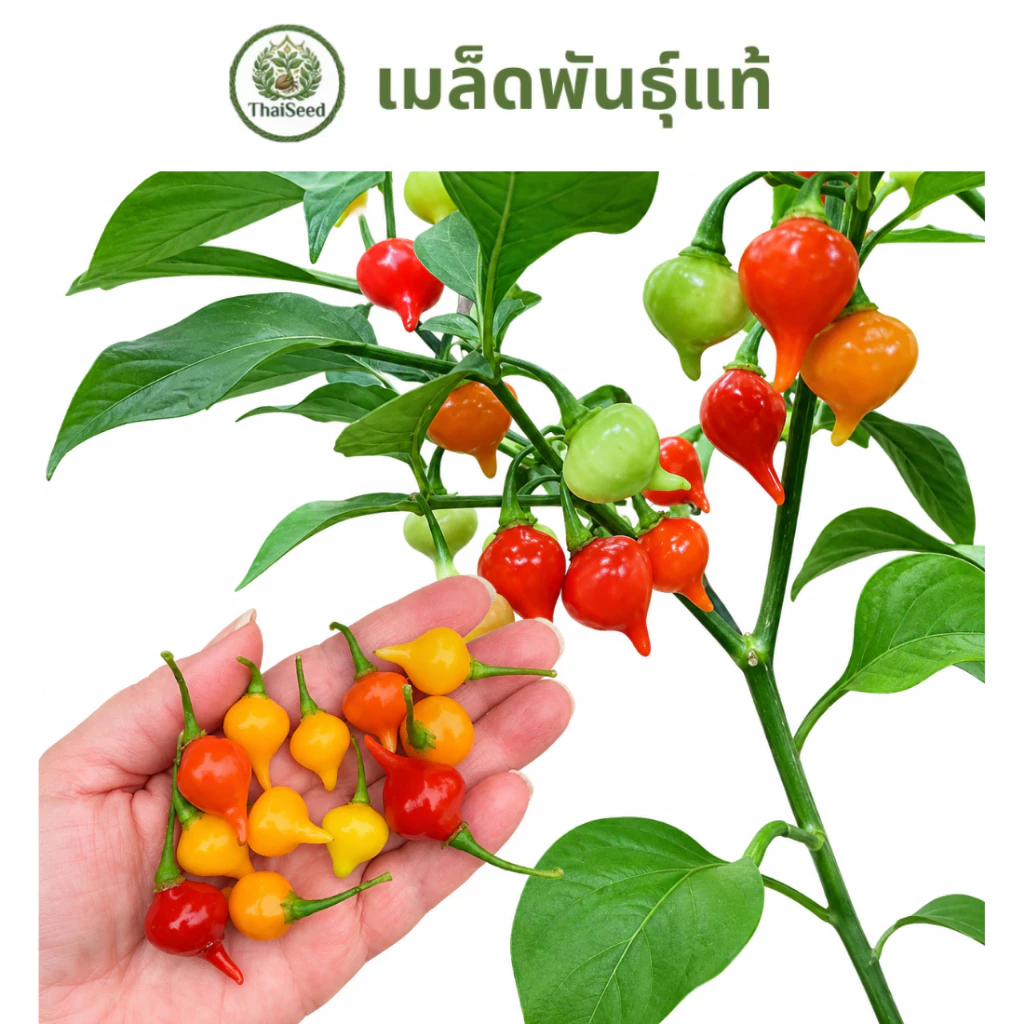 เมล็ดพันธุ์ พริกไบควินโฮ สีแดง คุณภาพดี ราคาถูก ของแท้ 100% - Biquinho Pepper - Thaiseed
