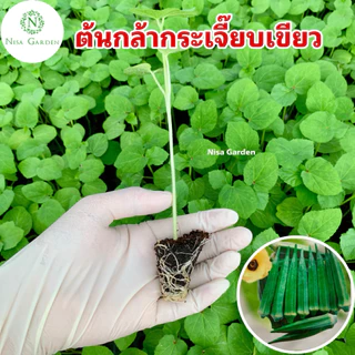 Nisa Garden ต้นกล้ากระเจี๊ยบเขียว ต้นเตี้ย F1 รากเยอะ พร้อมปลูก 🔥(ซื้อ 10 แถมฟรี 2 )🔥