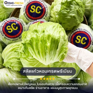 🛒Oishi-Fresh🥬ผักกาดแก้ว ปลอดสารพิษ 1 กก. รสชาติกรอบ สด ใหม่ ใยอาหารสูง หวานออร์แกนิค ผัก เคลมได้ 1-2 วัน