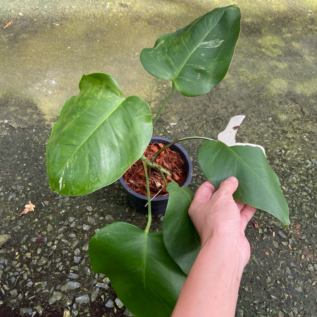 มอนสเตร่า อัลโบ้ ‼️ด่างน้อย Monstera Borsigiana Albo‼️ด่างน้อย  ไม้ด่างยอดนิยมที่เล่นกันทั่วโลก