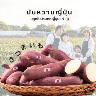 มันหวานญี่ปุ่นแบบดิบ ขนาด M - 3 กิโลกรัม สายพันธุ์เบนิฮารุกะแท้ ปลูกญี่ปุ่น