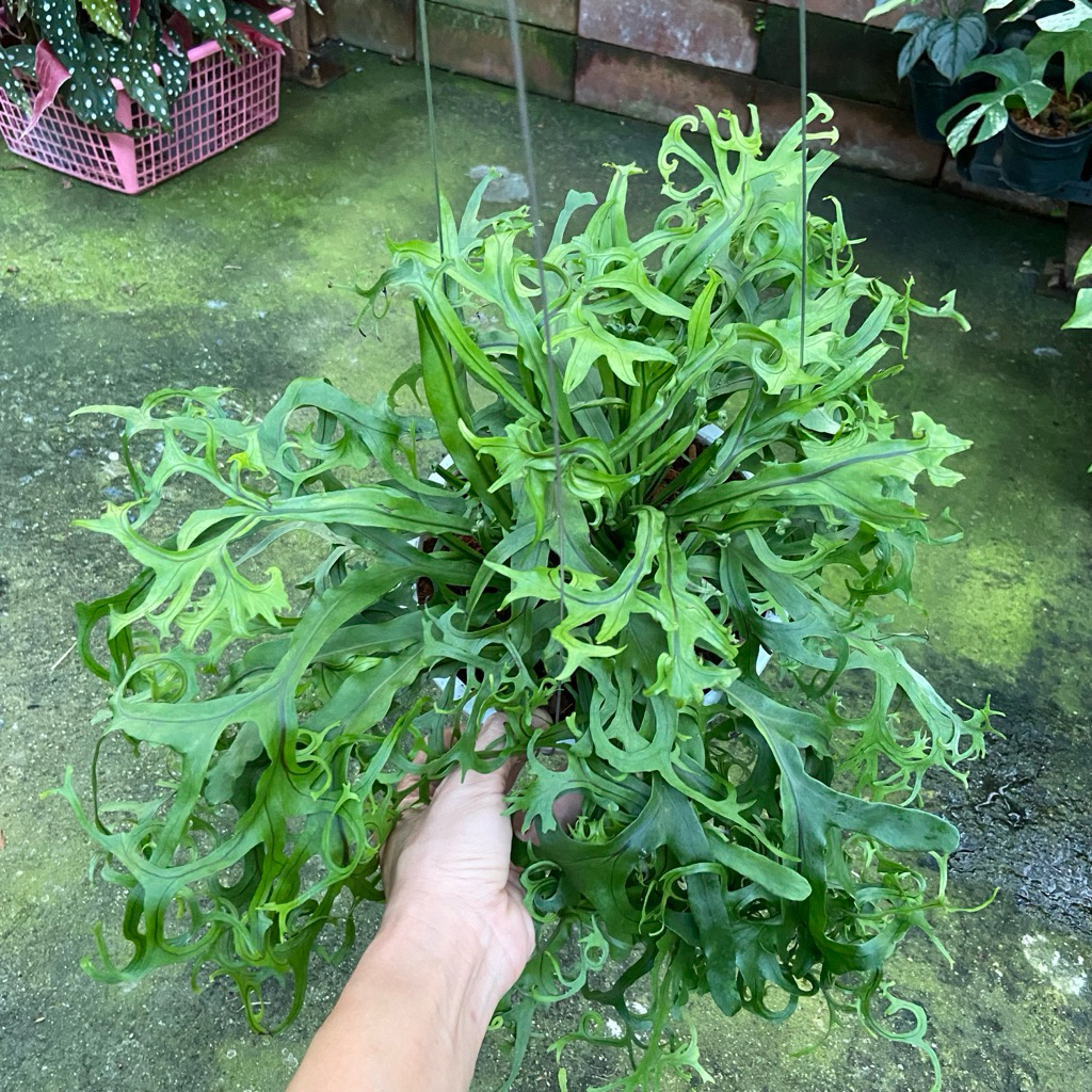 เฟิร์นเขากวางมูส ( Microsorum punctatum cv. )cv cultivar จุดเด่นคือใบสีเขียวสดที่มีลักษณะแฉกขอดเป็นคลื่นคล้ายเขากวาง