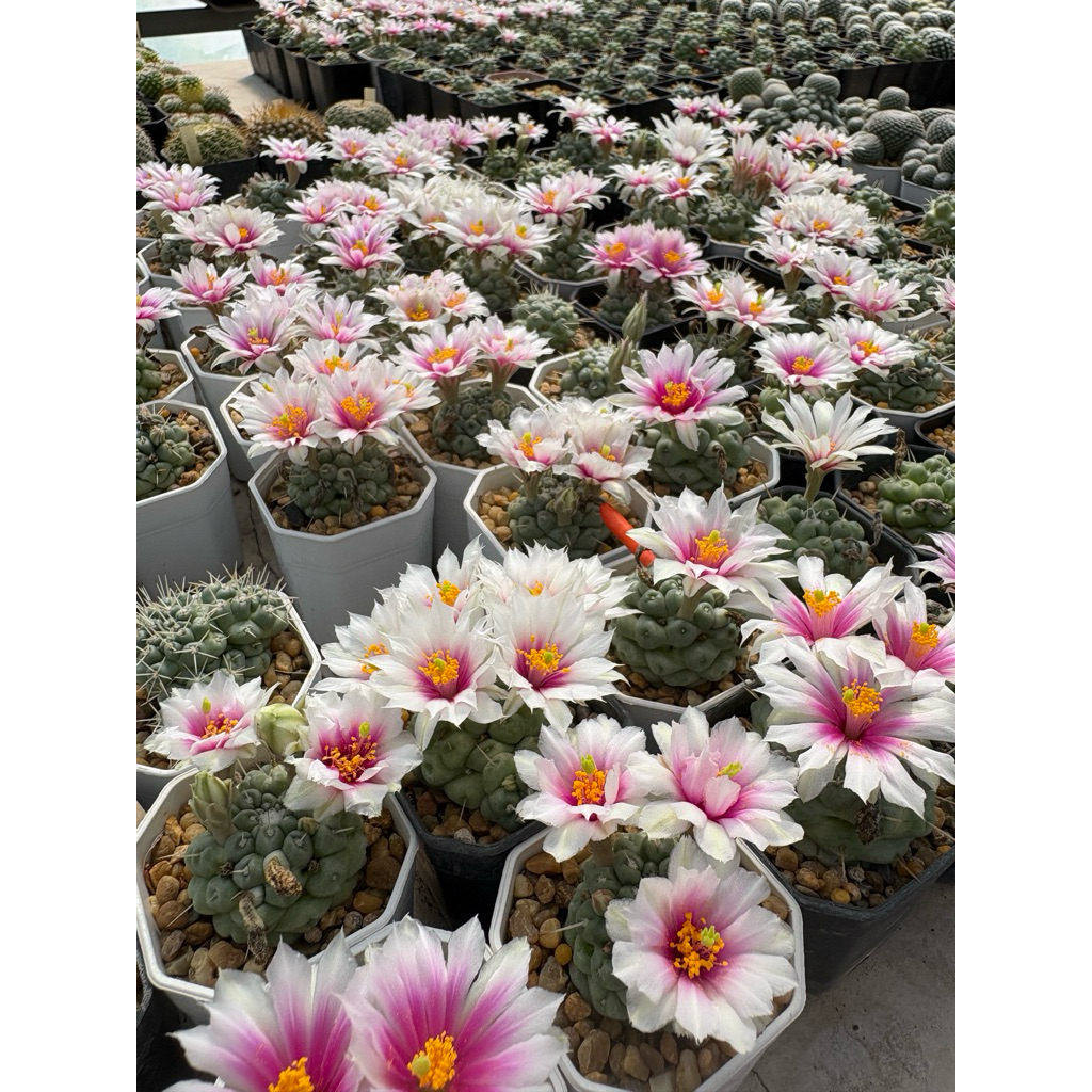 ชูแมนหนามเดี่ยวxดอกผักบุ้ง mammillaria schumannii single spine กระถาง 2 นิ้ว