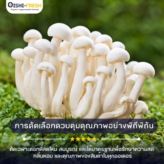 🛒Oishi-Fresh🍄‍เห็ดหิมะ ปลอดสารพิษ 1 แพ็ค 150 ก. รสชาติกรอบ สด ใหม่ ใยอาหารสูง หวานออร์แกนิค เคลมได้ 1-2 วัน