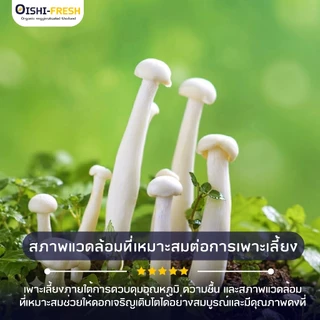 🛒Oishi-Fresh🍄‍เห็ดหิมะ ปลอดสารพิษ 1 แพ็ค 150 ก. รสชาติกรอบ สด ใหม่ ใยอาหารสูง หวานออร์แกนิค เคลมได้ 1-2 วัน