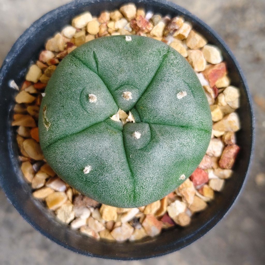 โลโฟโฟรา ฟริซิอาย Lophophora fricii กระบองเพชร แคคตัส Cactus cactus&succulentหลากหลายสายพันธุ์ ราคา40บาทกระถาง2นิ้ว