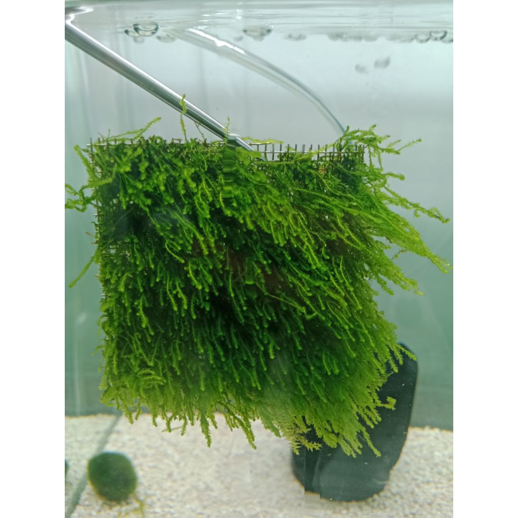 เฟรมมอส(Flame moss)ขนาด7*7cm
