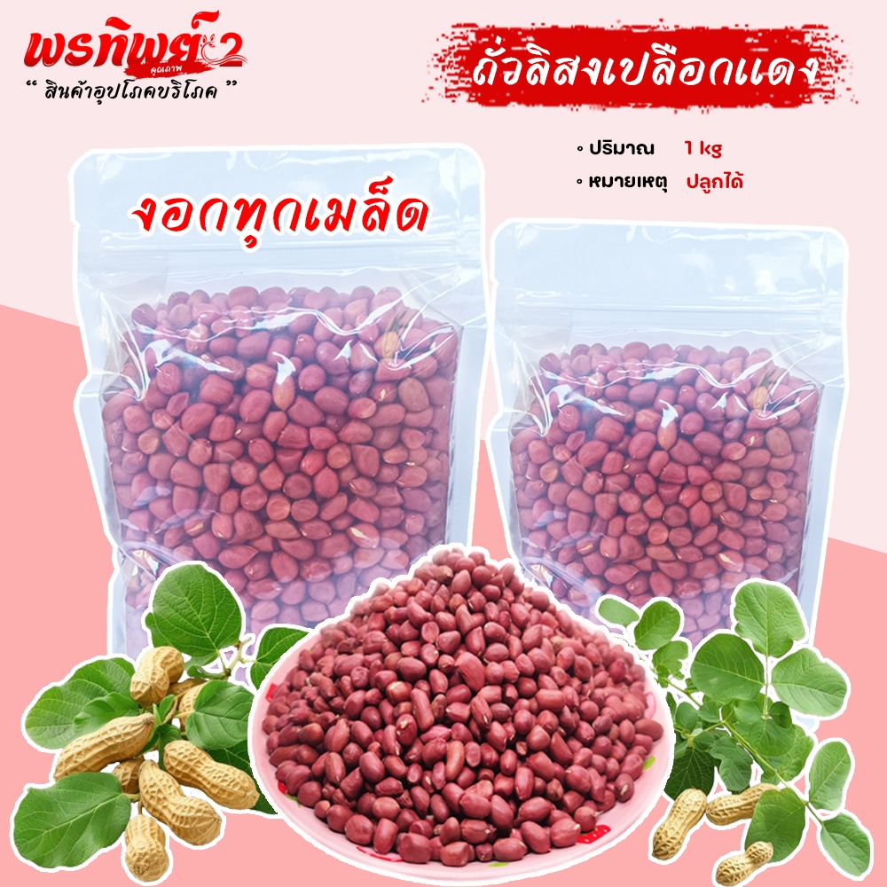 ถั่วลิสงดิบแดง ถั่วดินไทใหญ่แม่สาย แกะเมล็ด เกรดA ใหม่ ๆ น้ำหนัก (1000 กรัม ) สามารถนำไปปลูกได้