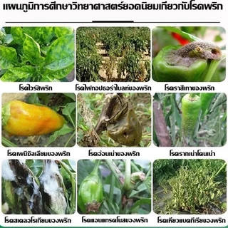 【ซื้อ1แถม1】วัคซีนพืช ป้องกันโรคพืช พริกเน่า กุ้งแห้ง รากเน่า ผลเน่า ใบเหลือง ใบม้วน เชื้อรา พร้อมส่ง
