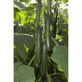 แตงกวาญี่ปุ่น 10 เมล็ด🥒 [10แถม2 คละได้]เมล็ดสมบูรณ์ อัตรางอกสูง