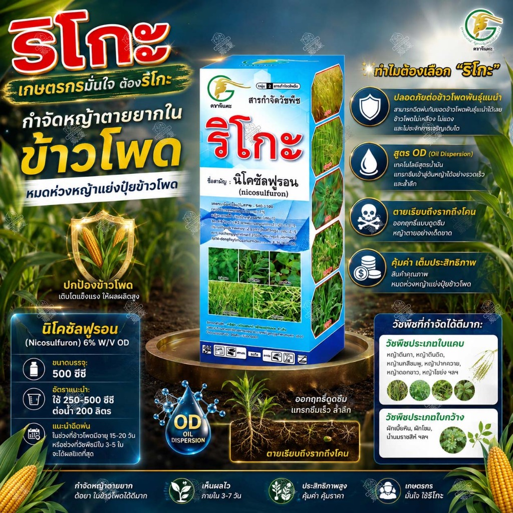 ริโกะ 500cc ‼️20 ขวด‼️ ใช้แบบ นิโกะ นิโคซัลฟูรอน กำจัดหญ้าในข้าวโพด หญ้าโขยง ข้าวฟ่างผี ข้าวโพดผี