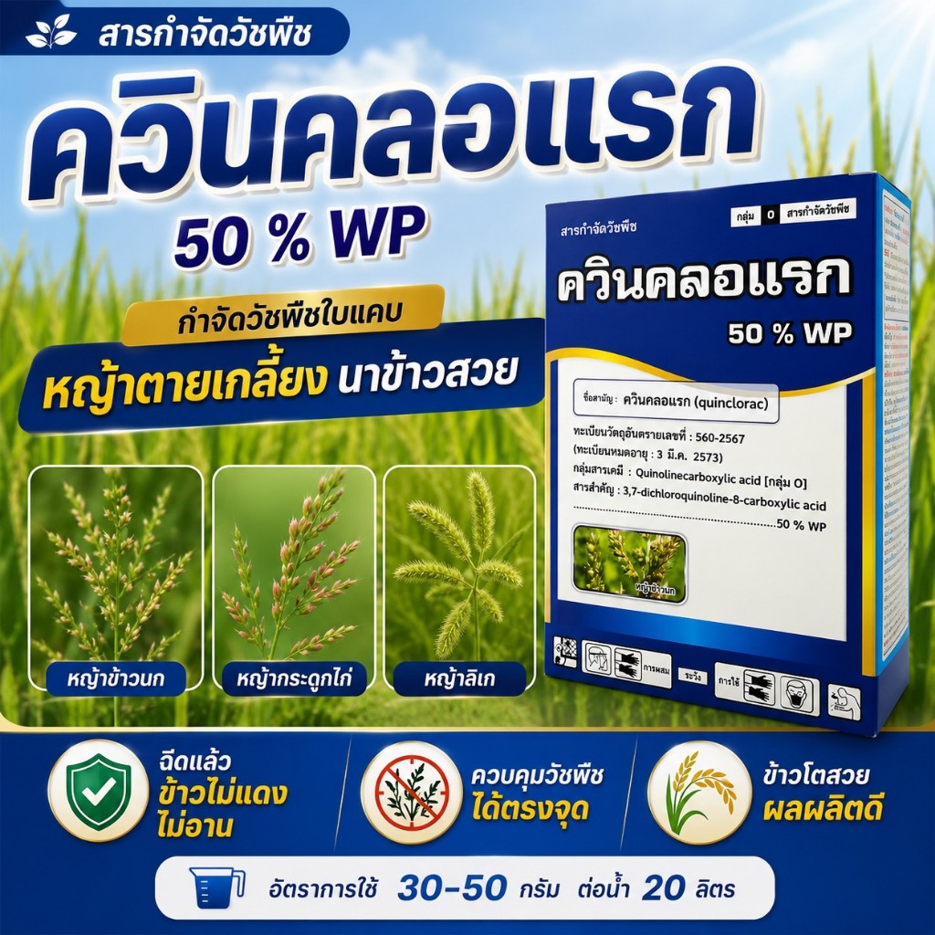 (กล่องฟ้า) ควินคลอแรก50% WP ( 100g ) สารกำจัดวัชพืชใบแคบในนาข้าว หญ้าข้าวนก หญ้าลิเก หญ้ากระดูกไก่