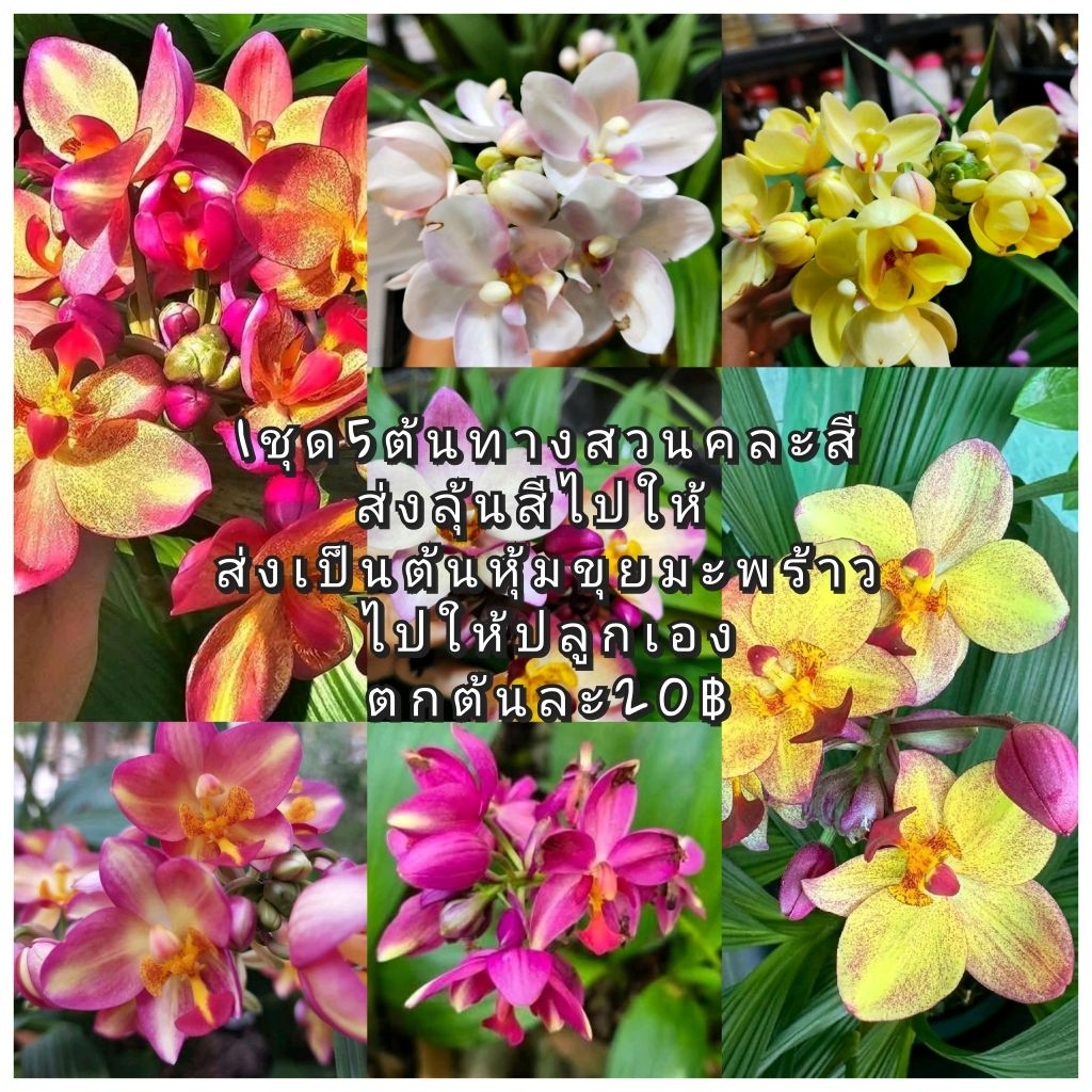 ต้นกล้วยไม้ดินคละสีลุ้นสีชุดละ5ต้นหุ้มรากไปให้