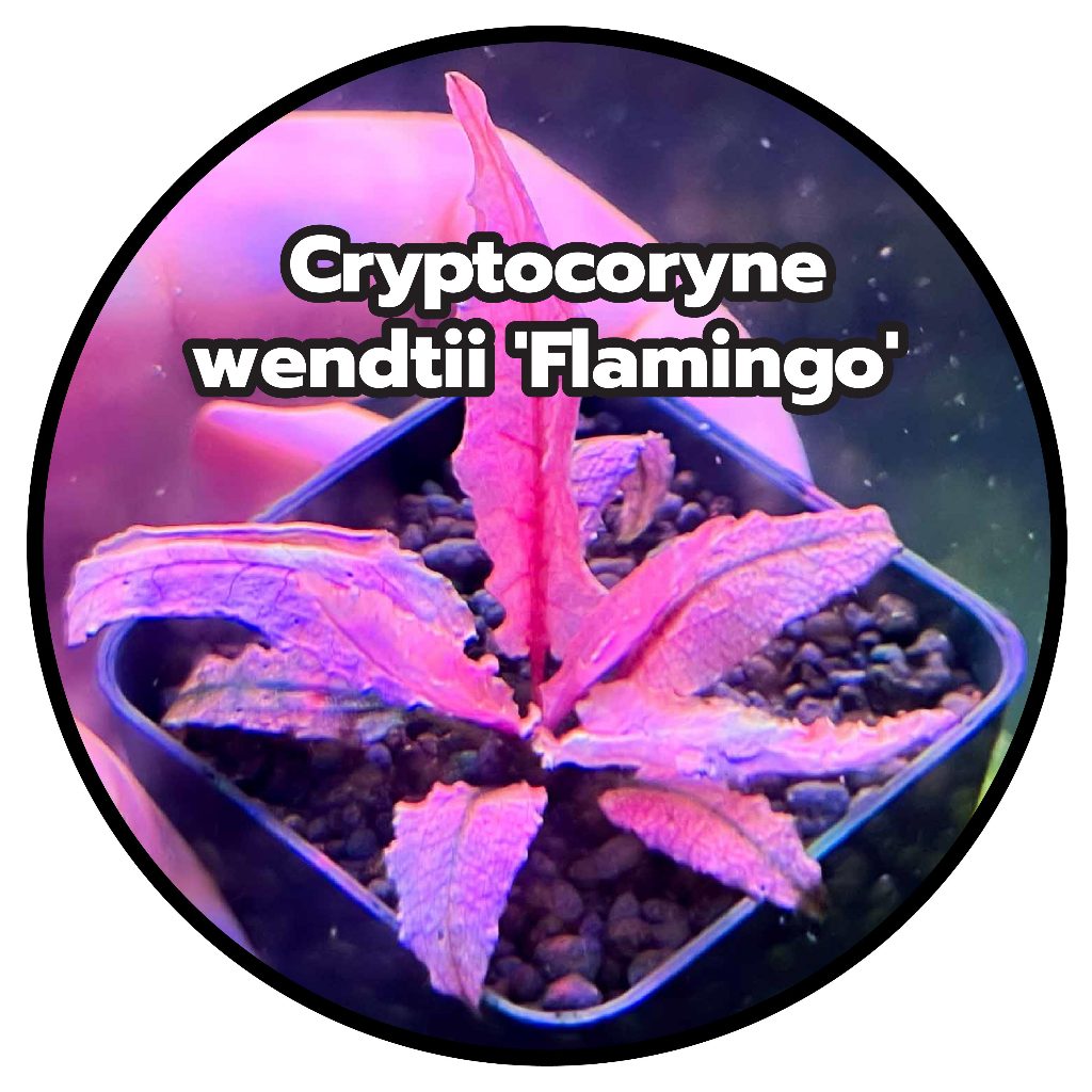 คริปฟามิงโก้ Cryptocoryne wendtii 'Flamingo' (1กระถางส่งแบบล้างราก)