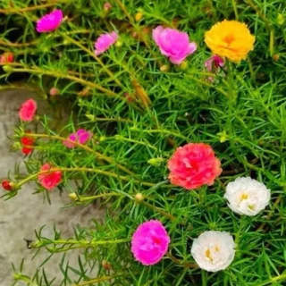 🌸🌿 ต้นกล้าคุณนายตื่นสาย ดอกสวย สีสดใส พร้อมปลูก 🌿🌸