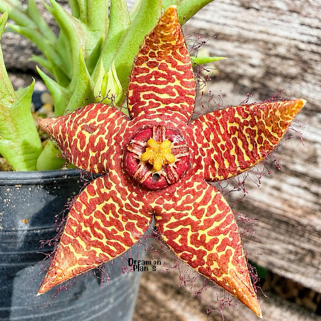 กิ่ง Orbea speciosa hybrid