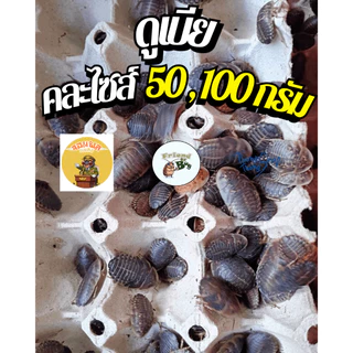 อาหารสัตว์ดูเบียคละไซส์ 100 กรัม , 50 กรัม