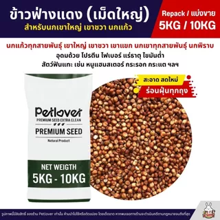 (5KG/10KG) ข้าวฟ่างแดง อาหารนกแก้ว หนูแฮมสเตอร์ นกเขา เขาใหญ่ เขาชวา นกพิราบ ใหม่ สด สะอาด ร่อนฝุ่นทุกถุง