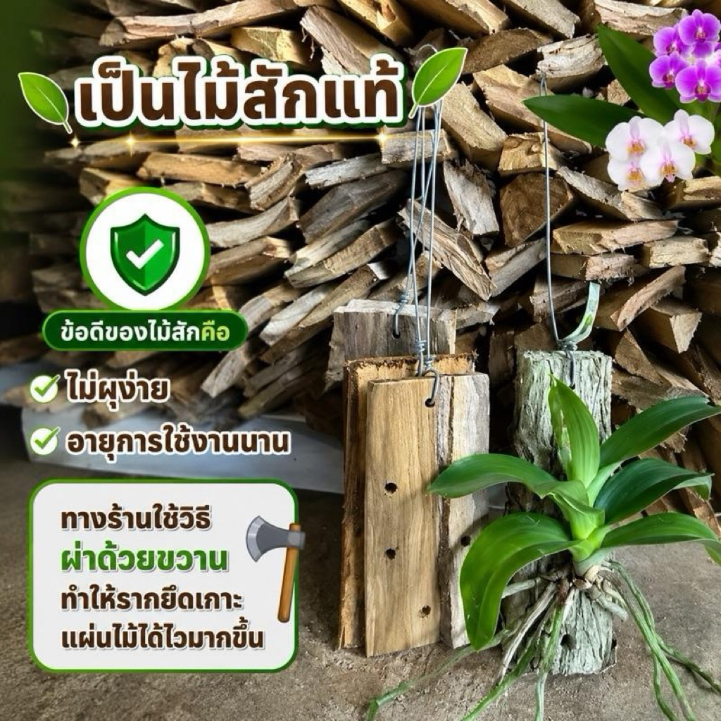 ขอนไม้สักปลูกกล้วยไม้ปลูกไม้รากอากาศจำนวน 2-10ไม้ตามลูกค้าเลือก