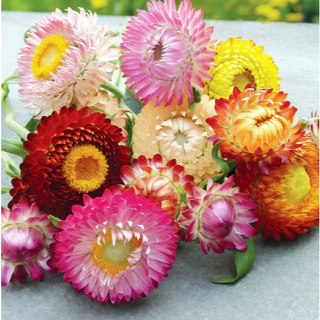 GEMI เมล็ดดอกกระดาษ 1000 เมล็ด Strawflower สีสด ปลูกง่าย ดอกแห้งไม่ร่วง เมล็ดพันธุ์ดอกกระดาษ