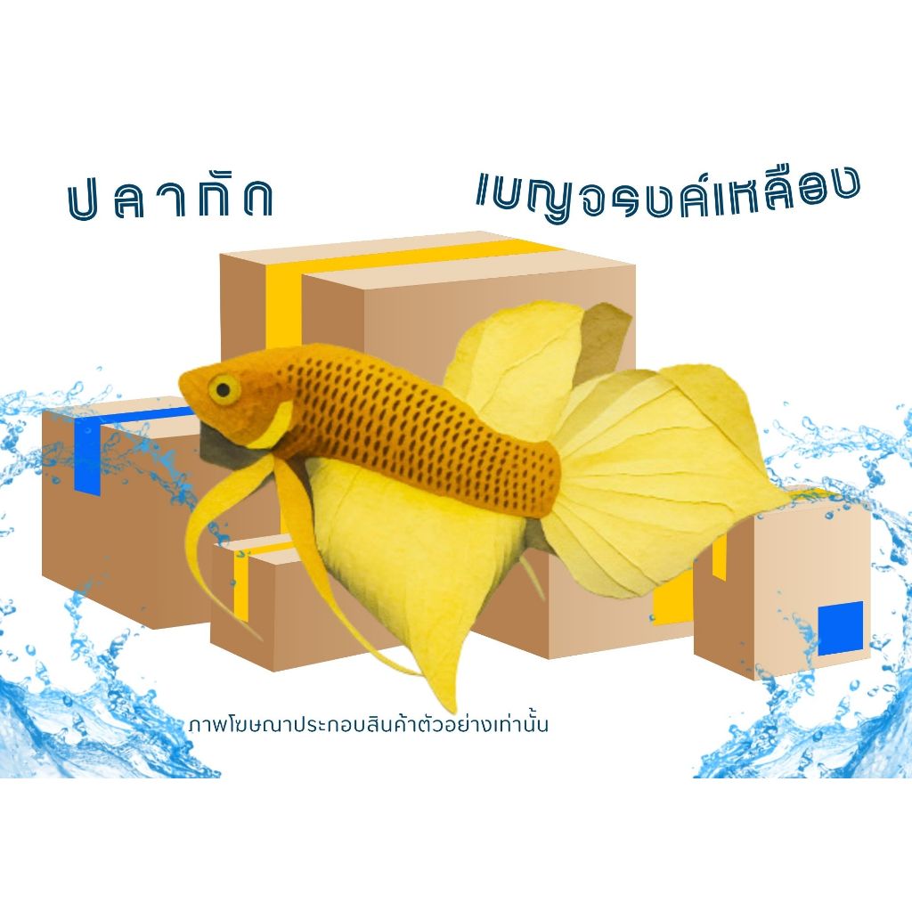 อุปกรณ์ตกแต่งตู้ปลา “เบญจรงค์เหลือง”สวยงามเกรดดีมาก1กล่อง