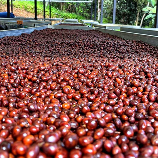 [ Strawberry Jam ] เมล็ดกาแฟคั่วอ่อน ปางขอน | Magpie Farm | Natural SCM | Omni Roast