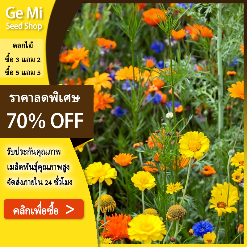 GEMI รวมเมล็ดพันธุ์ ดอกไม้ป่าปลูกได้ทุกฤดู 500 เมล็ด คละแบบคละสี