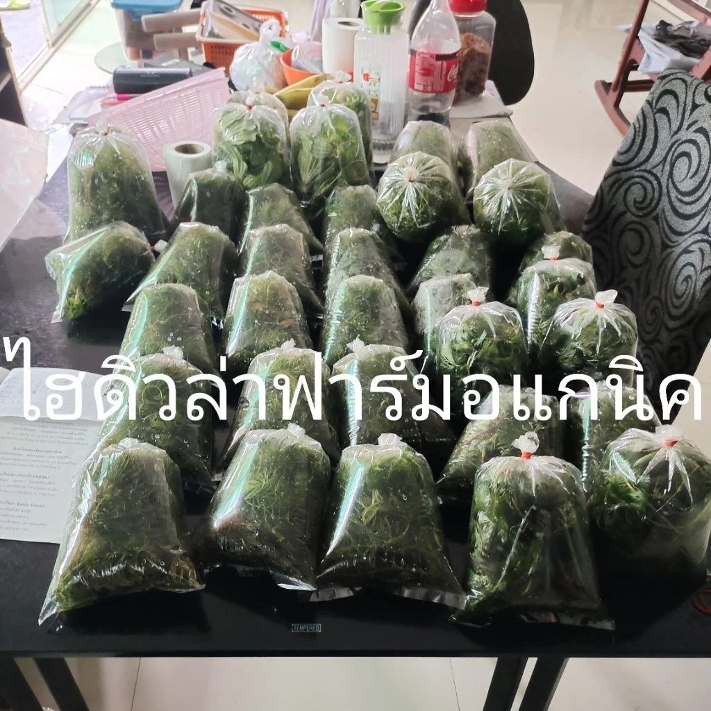 สาหร่ายหางกระรอกพุงชะโด&ฉัตร ฟาร์มออแกนิค 500กรัม คัดพิเศษต้นยาวๆ