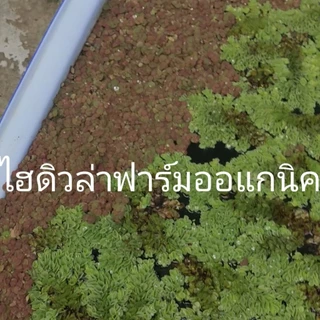 ดอกจอกกุหลาบ จอกแดงญี่ปุ่นจอกหูหนู/รังผึ้ง จอกหูช้าง ฟาร์มออร์แกนิค