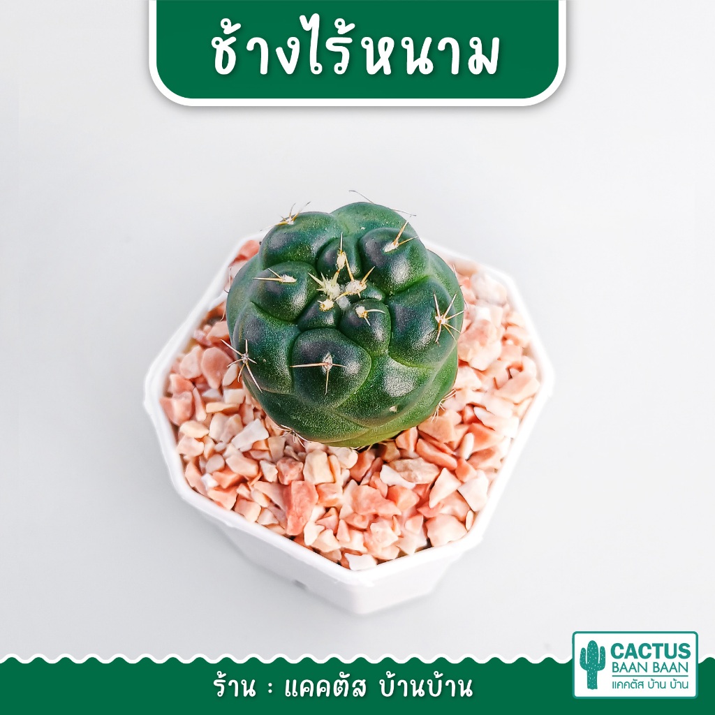 ช้างไร้หนาม ชำหน่อ (Coryphantha elephantidens 'inermis') กระถาง 2 นิ้ว (จัดส่งทั้งกระถาง)
